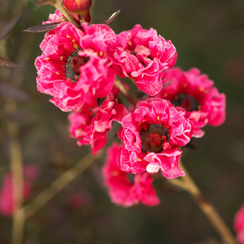 Leptospermum Scoparium 'Winter Cheer'